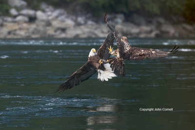 Bald-Eagle;British-Columbia;Canada;Eagle;Flying-Bird;Haliaeetus-leucocephalus;Ph